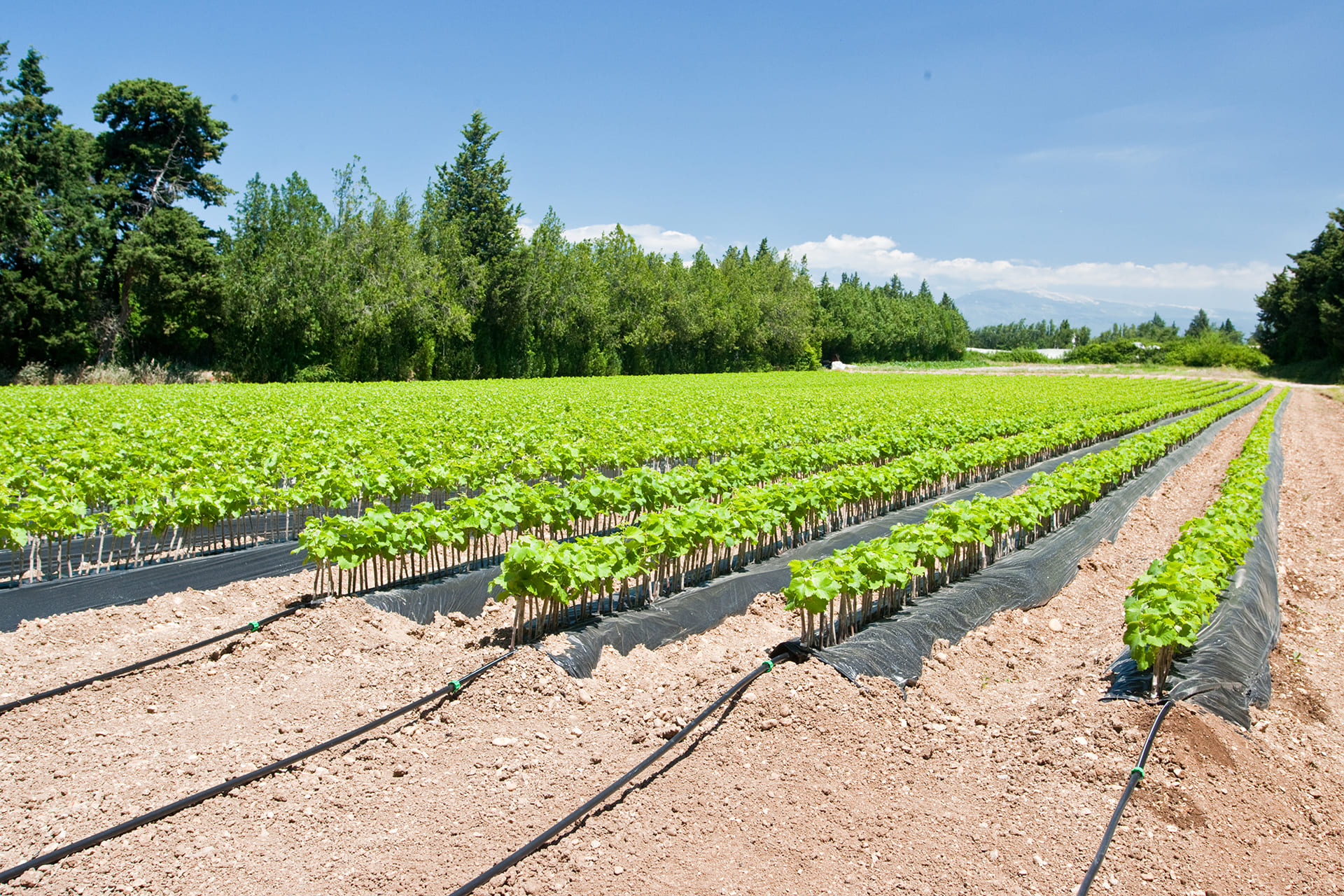 Gotejamento e Microaspersão