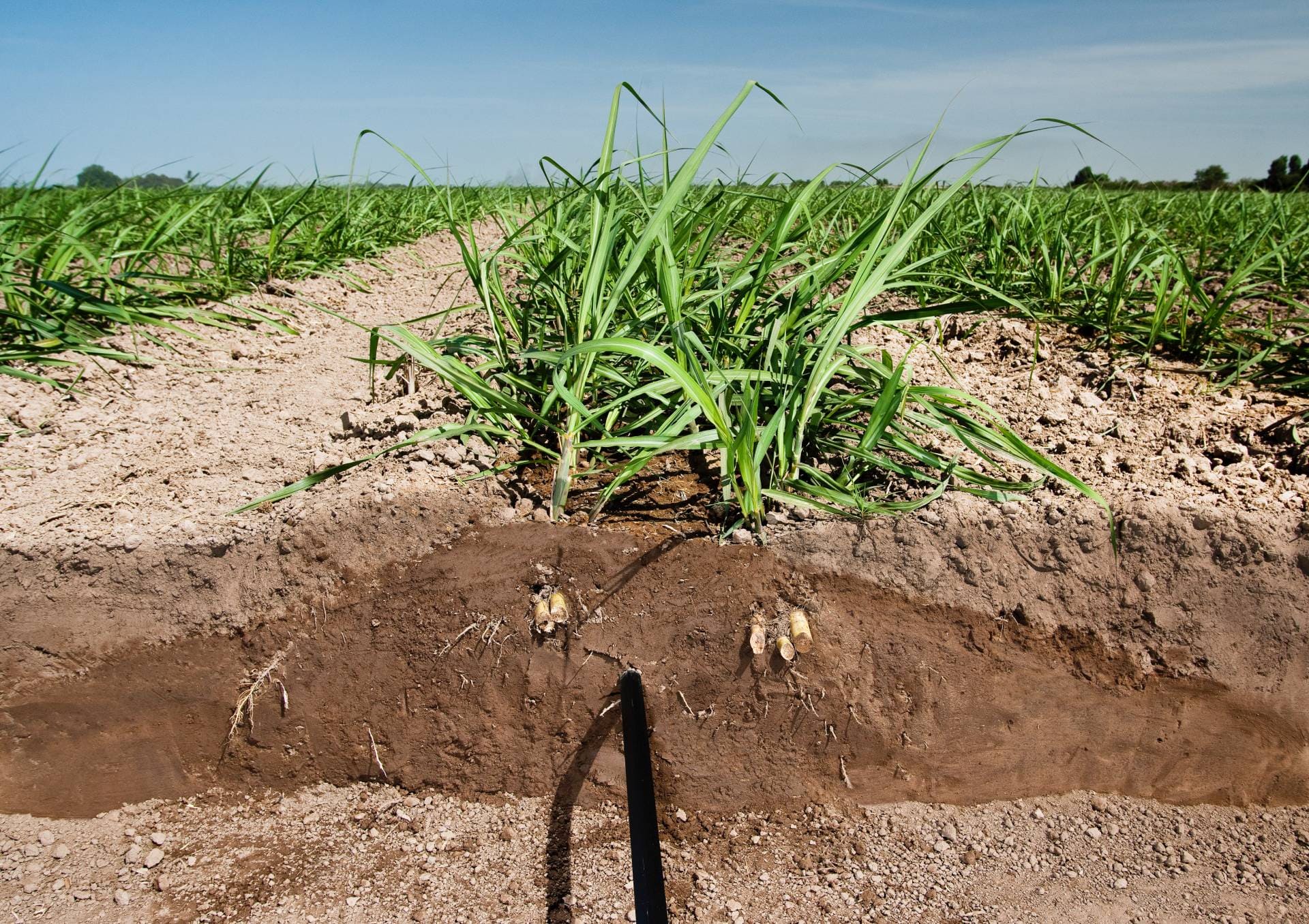 Gotejamento e Microaspersão
