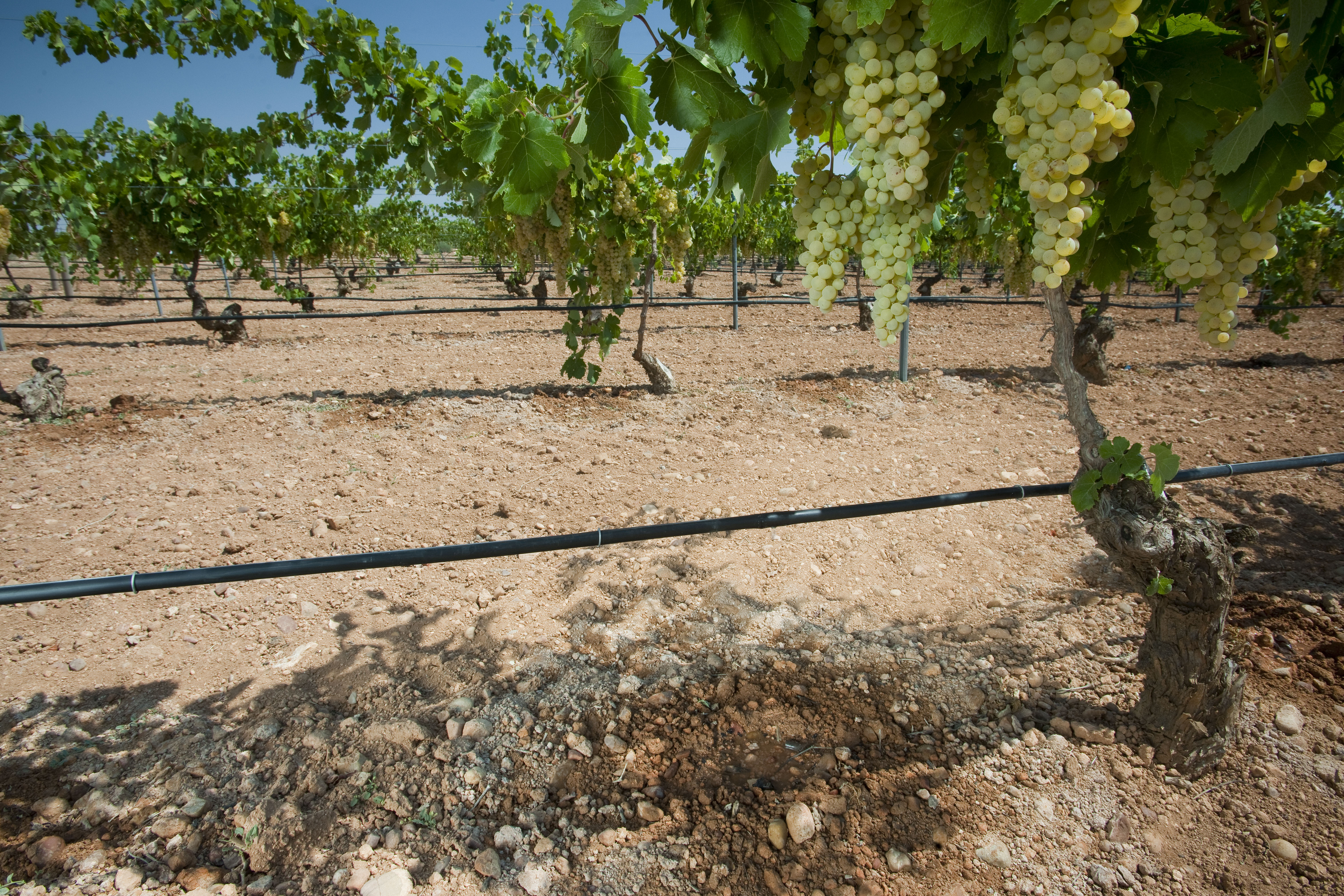 Gotejamento e Microaspersão